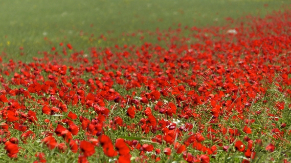 Poppies in the wind III